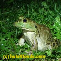 /home//u458753944/public_html/sourcegallery/////////////Frogs/More bullfrogs/P6020072.JPG